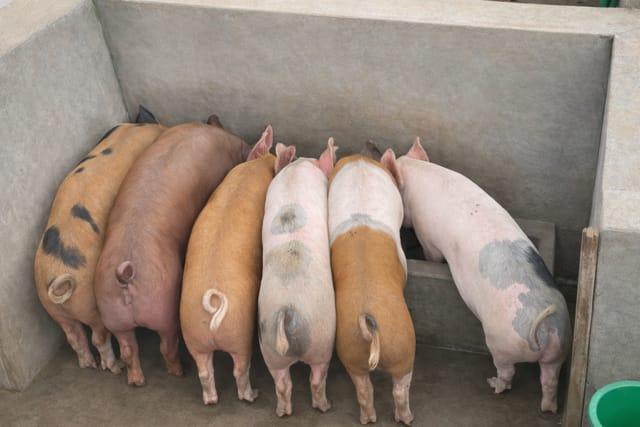 Nos porcs à la ferme