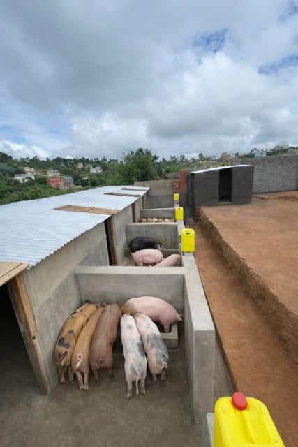 Vue de notre élevage porcin