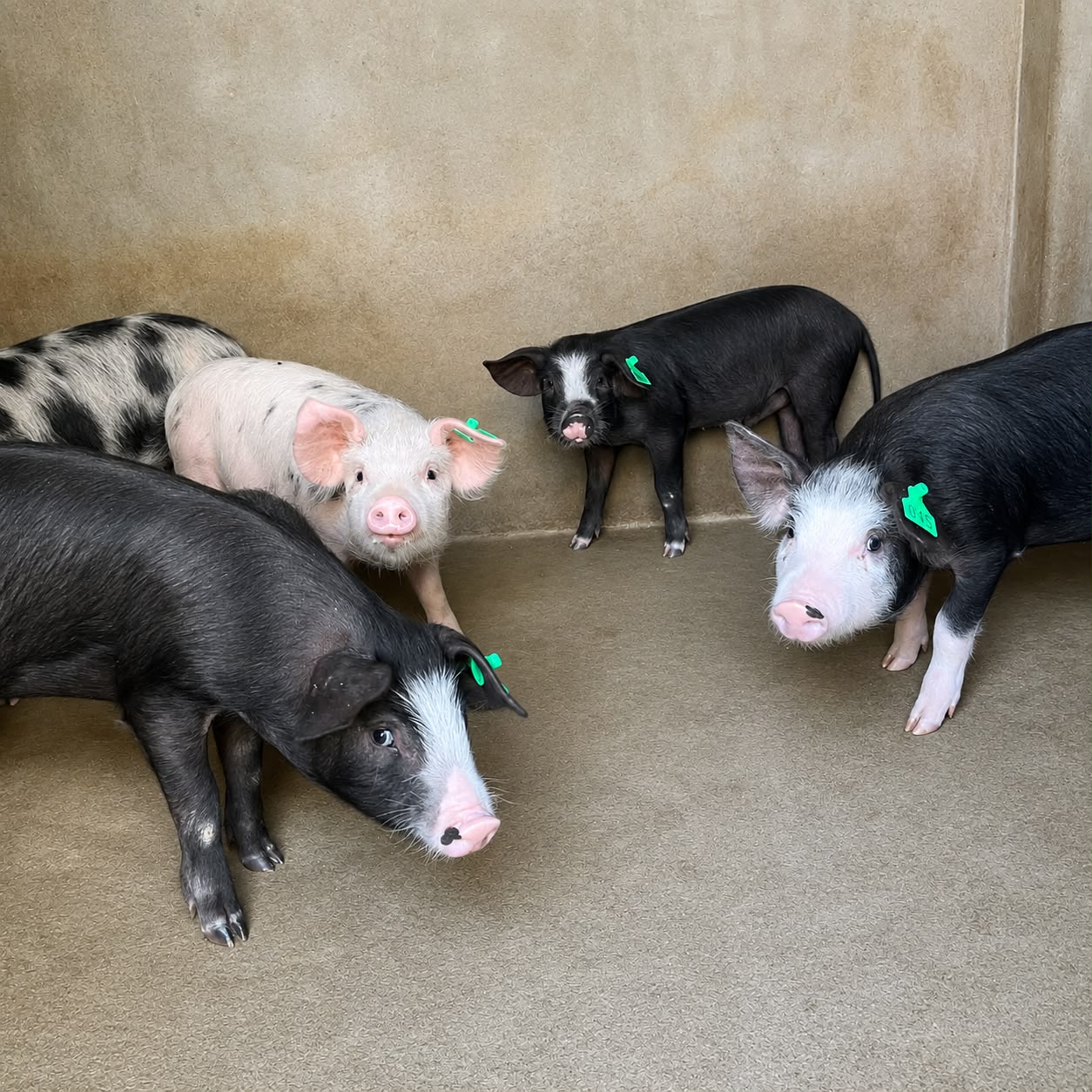 Porcelets de lignée Piétrain à la ferme